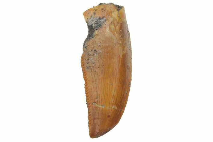 Serrated, Raptor Tooth - Real Dinosaur Tooth #219629